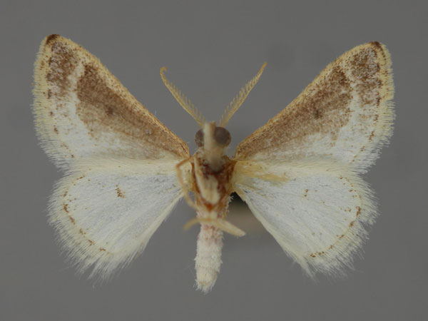 /filer/webapps/moths/media/images/M/micra_Acidaliastis_A_ZSM_02.jpg