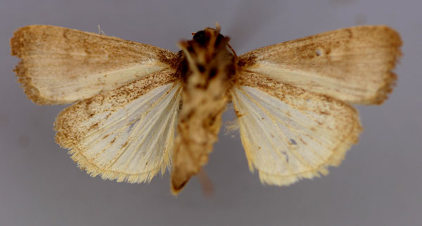 /filer/webapps/moths/media/images/M/micra_Athetis_A_RMCA_02.jpg