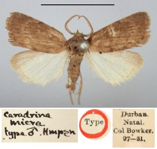 /filer/webapps/moths/media/images/M/micra_Caradrina_HT_BMNH.jpg