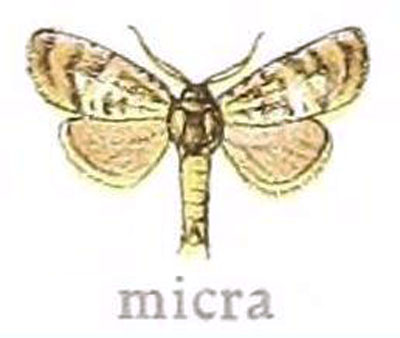 /filer/webapps/moths/media/images/M/micra_Metarbela_HT_MfN.jpg