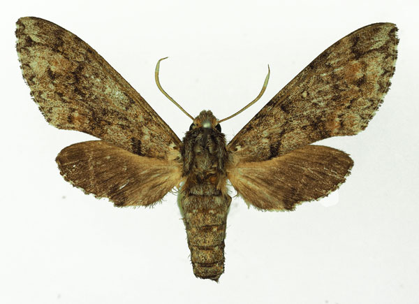 /filer/webapps/moths/media/images/M/micra_Poliana_AF_Basquin.jpg