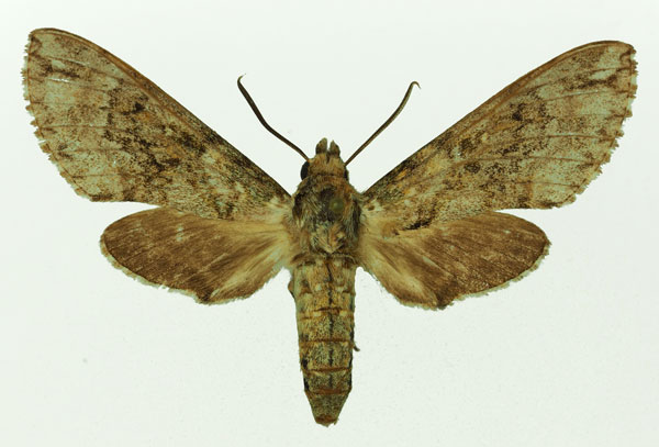 /filer/webapps/moths/media/images/M/micra_Poliana_AM_Basquin_02.jpg