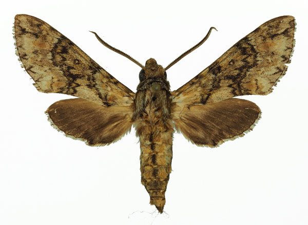 /filer/webapps/moths/media/images/M/micra_Poliana_AM_Basquin_03.jpg
