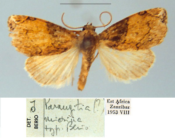 /filer/webapps/moths/media/images/M/micrina_Parangitia_HT_MSNM.jpg