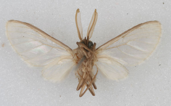 /filer/webapps/moths/media/images/M/microcanescens_Apisa_HT_MCSG_02.jpg