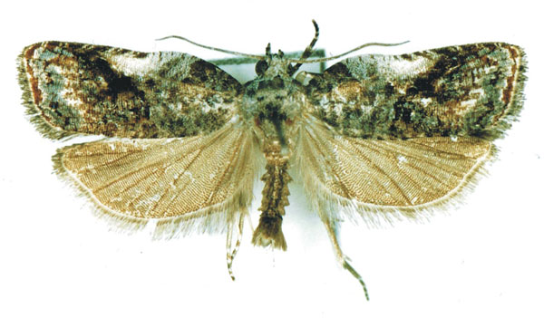 /filer/webapps/moths/media/images/M/microchlamys_Aterpia_AM_MRSN.jpg