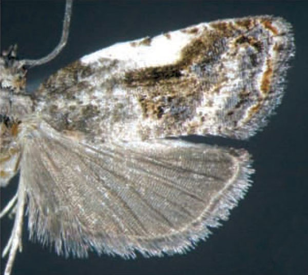 /filer/webapps/moths/media/images/M/microchlamys_Aterpia_AM_Trematerra.jpg