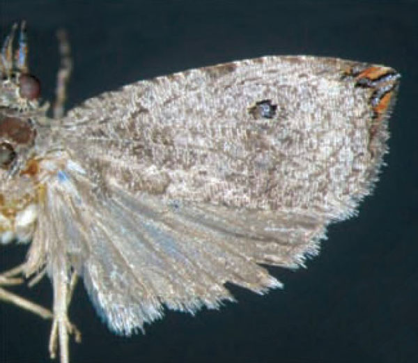 /filer/webapps/moths/media/images/M/microcosma_Cosmorrhyncha_AM_Trematerra.jpg