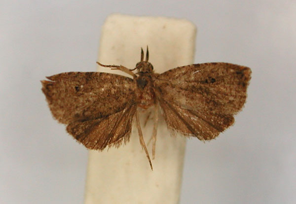 /filer/webapps/moths/media/images/M/microcosma_Cosmorrhyncha_HT_RMCA_01.jpg