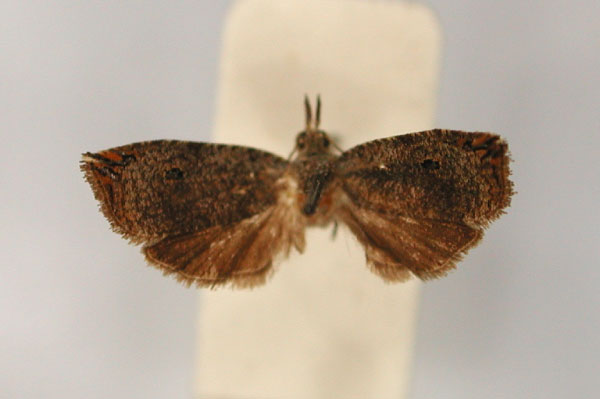 /filer/webapps/moths/media/images/M/microcosma_Cosmorrhyncha_PT_RMCA_01.jpg