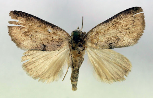 /filer/webapps/moths/media/images/M/microcyma_Metaleptina_A_RMCA.jpg