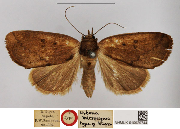 /filer/webapps/moths/media/images/M/microcyma_Urbona_PTF_NHMUK.jpg