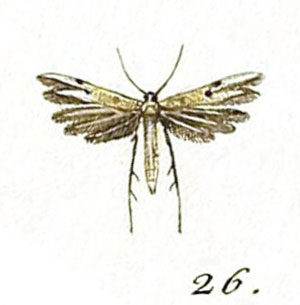 /filer/webapps/moths/media/images/M/microdactyla_Adaina_Hubner_26.jpg