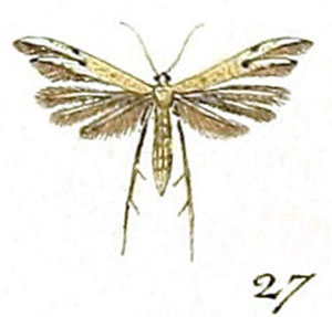 /filer/webapps/moths/media/images/M/microdactyla_Adaina_Hubner_27.jpg