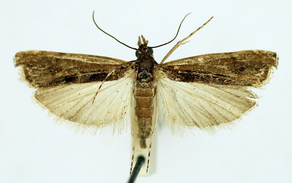 /filer/webapps/moths/media/images/M/microdontalis_Mesolia_AF_RMCA_02.jpg