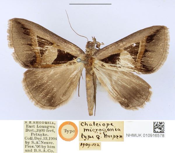 /filer/webapps/moths/media/images/M/microgonia_Chalciope_HT_BMNH_JggFt7Y.jpg