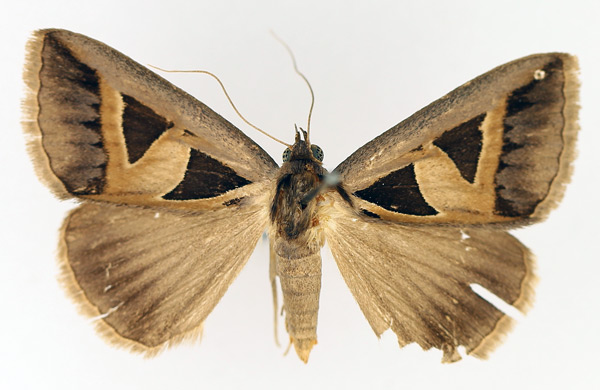 /filer/webapps/moths/media/images/M/microgonia_Grammodes_AF_TMSA_01.jpg