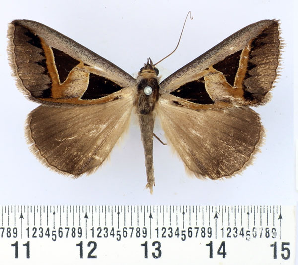 /filer/webapps/moths/media/images/M/microgonia_Grammodes_AM_BMNH.jpg