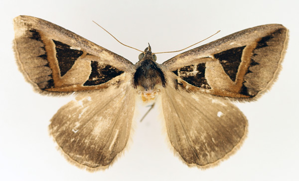 /filer/webapps/moths/media/images/M/microgonia_Grammodes_AM_TMSA_02.jpg