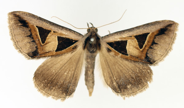 /filer/webapps/moths/media/images/M/microgonia_Grammodes_AM_TMSA_03.jpg