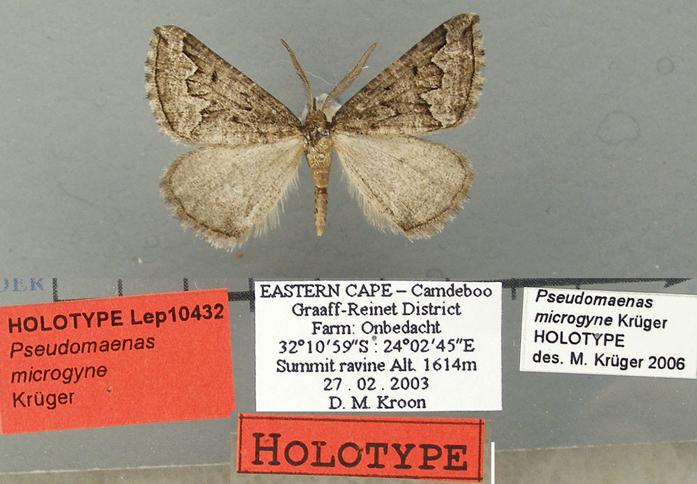 /filer/webapps/moths/media/images/M/microgyne_Pseudomaenas_HT_TMSA.jpg