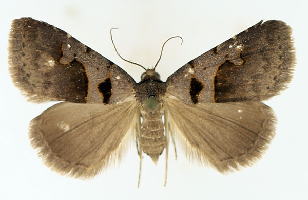 /filer/webapps/moths/media/images/M/microloba_Anoba_AF_TMSA_01.jpg