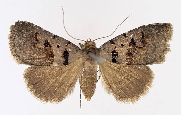 /filer/webapps/moths/media/images/M/microloba_Anoba_AF_TMSA_02.jpg