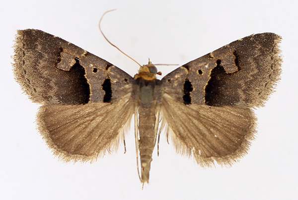 /filer/webapps/moths/media/images/M/microloba_Anoba_AM_TMSA_01.jpg