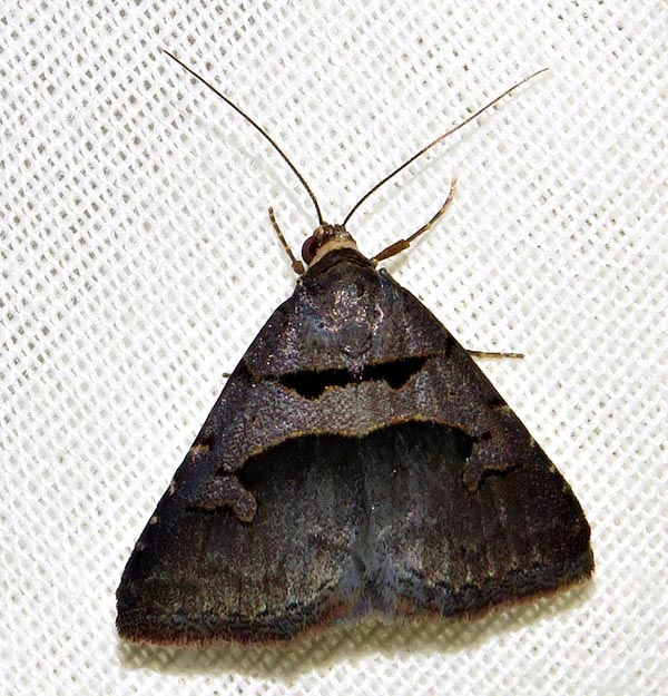 /filer/webapps/moths/media/images/M/microloba_Anoba_A_Braun_08.jpg