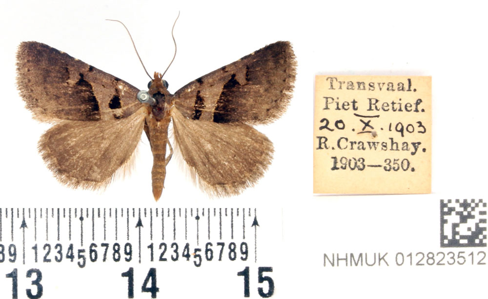 /filer/webapps/moths/media/images/M/microloba_Anoba_PTM_BMNH.jpg