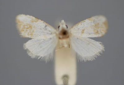 /filer/webapps/moths/media/images/M/microlopha_Nolidia_HT_BMNH.jpg