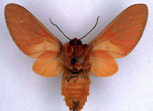 /filer/webapps/moths/media/images/M/micromacula_Balacra_ST_BMNH_02.jpg