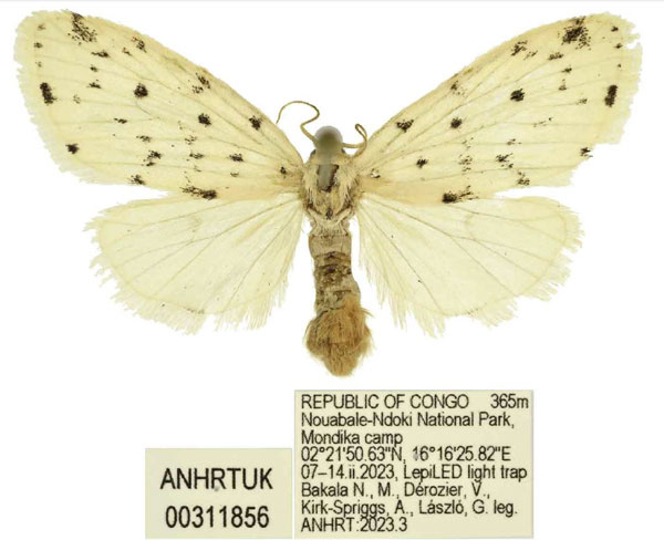 /filer/webapps/moths/media/images/M/micronodula_Siccia_PTF_ANHRT.jpg