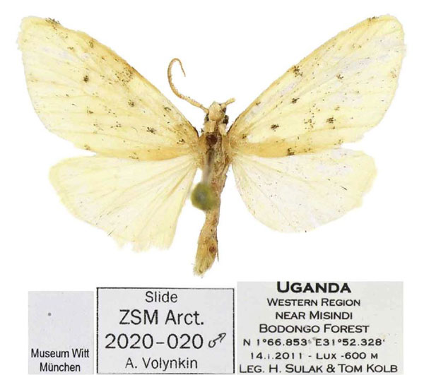 /filer/webapps/moths/media/images/M/micronodula_Siccia_PTM_ZSM.jpg
