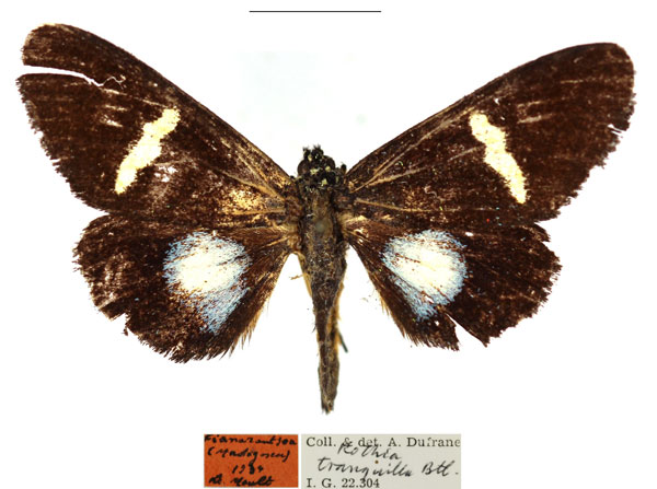 /filer/webapps/moths/media/images/M/micropales_Rothia_AF_RBINSa.jpg
