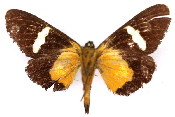 /filer/webapps/moths/media/images/M/micropales_Rothia_AF_RBINSb.jpg