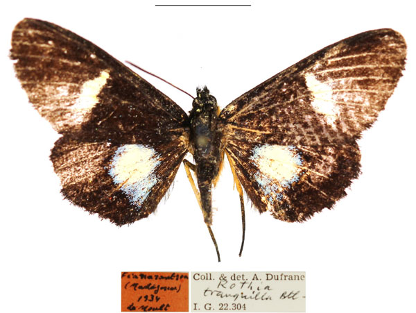 /filer/webapps/moths/media/images/M/micropales_Rothia_AM_RBINSa.jpg