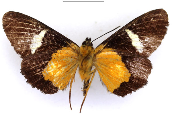 /filer/webapps/moths/media/images/M/micropales_Rothia_AM_RBINSb.jpg