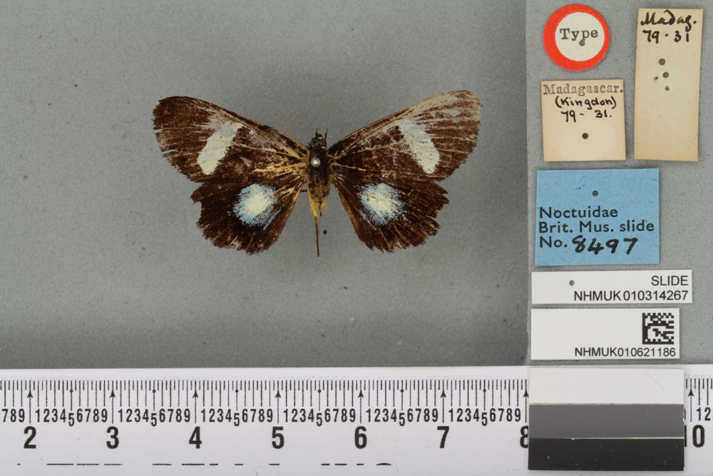 /filer/webapps/moths/media/images/M/micropales_Rothia_HT_BMNHa.jpg