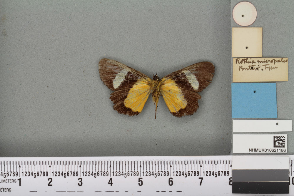 /filer/webapps/moths/media/images/M/micropales_Rothia_HT_BMNHb.jpg
