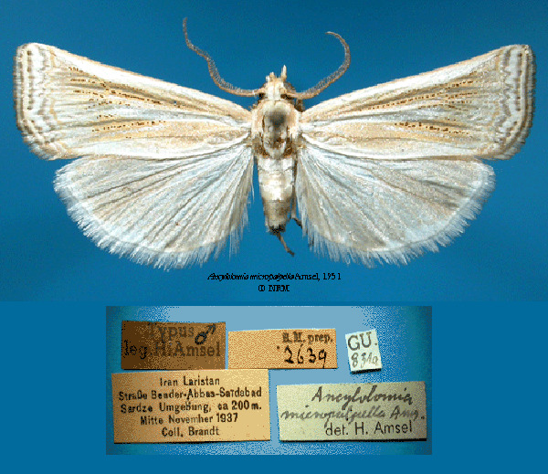 /filer/webapps/moths/media/images/M/micropalpella_HT_recto-0000.jpg