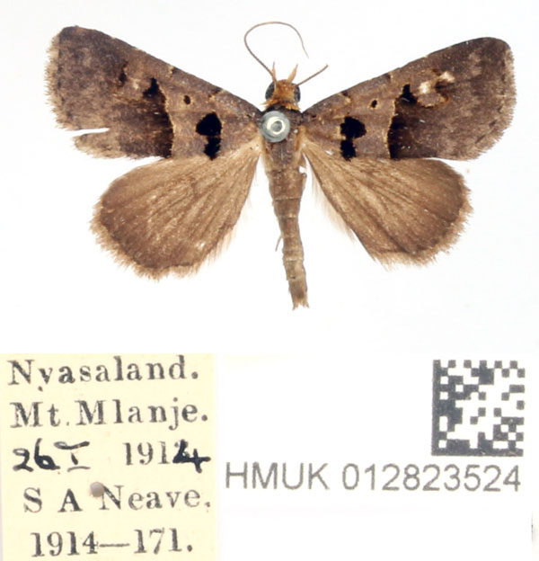 /filer/webapps/moths/media/images/M/microphaea_Anoba_AM_BMNH.jpg