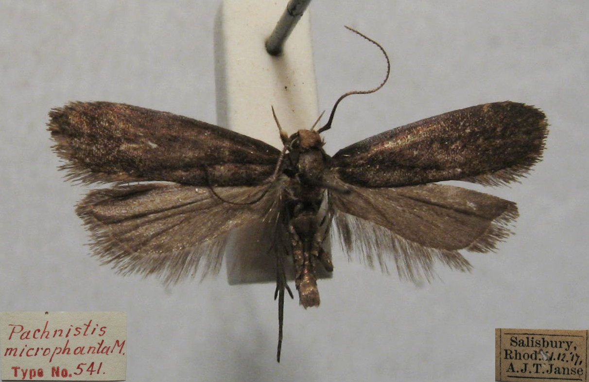 /filer/webapps/moths/media/images/M/microphanta_Dichomeris_HTM_TMSA.jpg