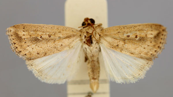 /filer/webapps/moths/media/images/M/micropis_Leucania_A_RMCA.jpg