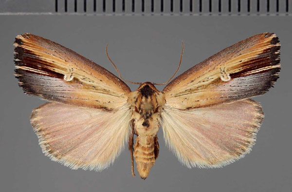 /filer/webapps/moths/media/images/M/micropis_Ramesodes_AM_Fiebig.jpg