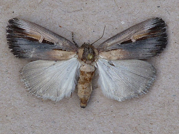 /filer/webapps/moths/media/images/M/micropis_Ramesodes_A_Butler.jpg