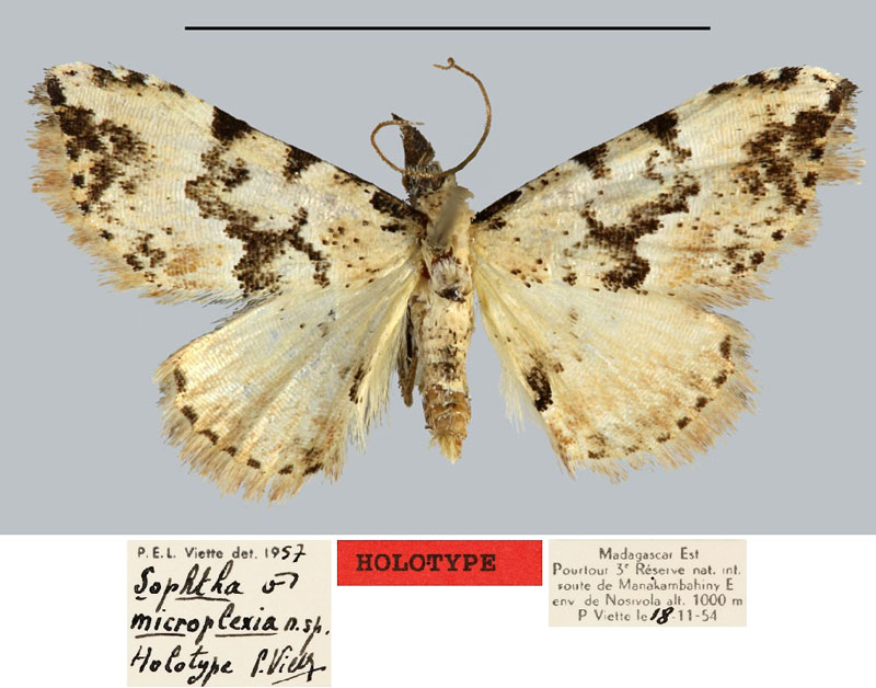 /filer/webapps/moths/media/images/M/microplexia_Sophta_HT_MNHN.jpg