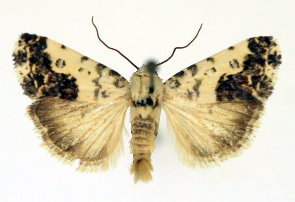 /filer/webapps/moths/media/images/M/microptera_Acontia_AM_Aulombard.jpg