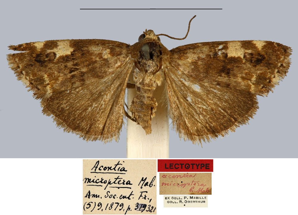 /filer/webapps/moths/media/images/M/microptera_Acontia_LT_MNHN.jpg