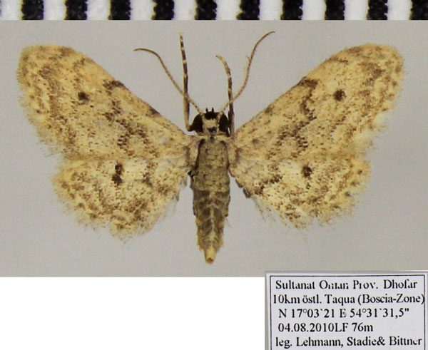 /filer/webapps/moths/media/images/M/microptera_Idaea_AF_ZSM.jpg
